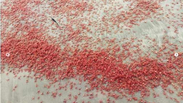 Reportan varamiento de camarón rojo en playa de Nuevo Chimbote