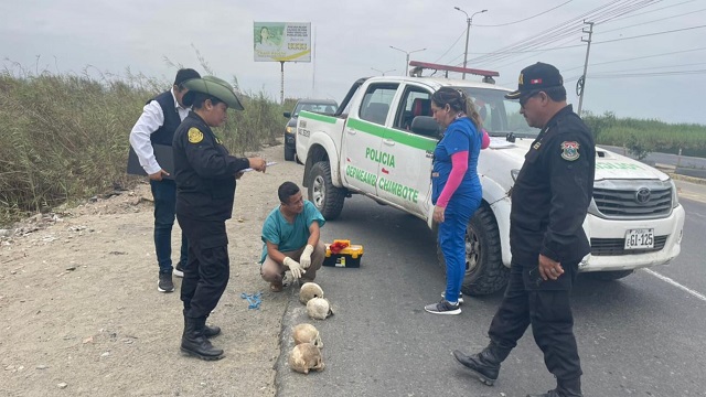 Recicladores hallan cuatro cráneos dentro de bolsa plástica cerca al puente Lacramarca