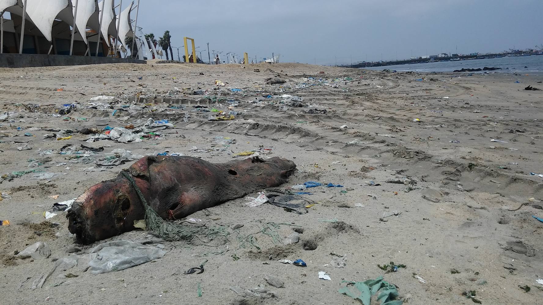 Chimbote: reportan unos 25 lobos marinos muertos en lo que va del año