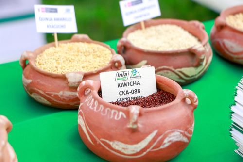 Maca, quinua y kiwicha, los superalimentos que ayudan a combatir el frío y potenciar las defensas