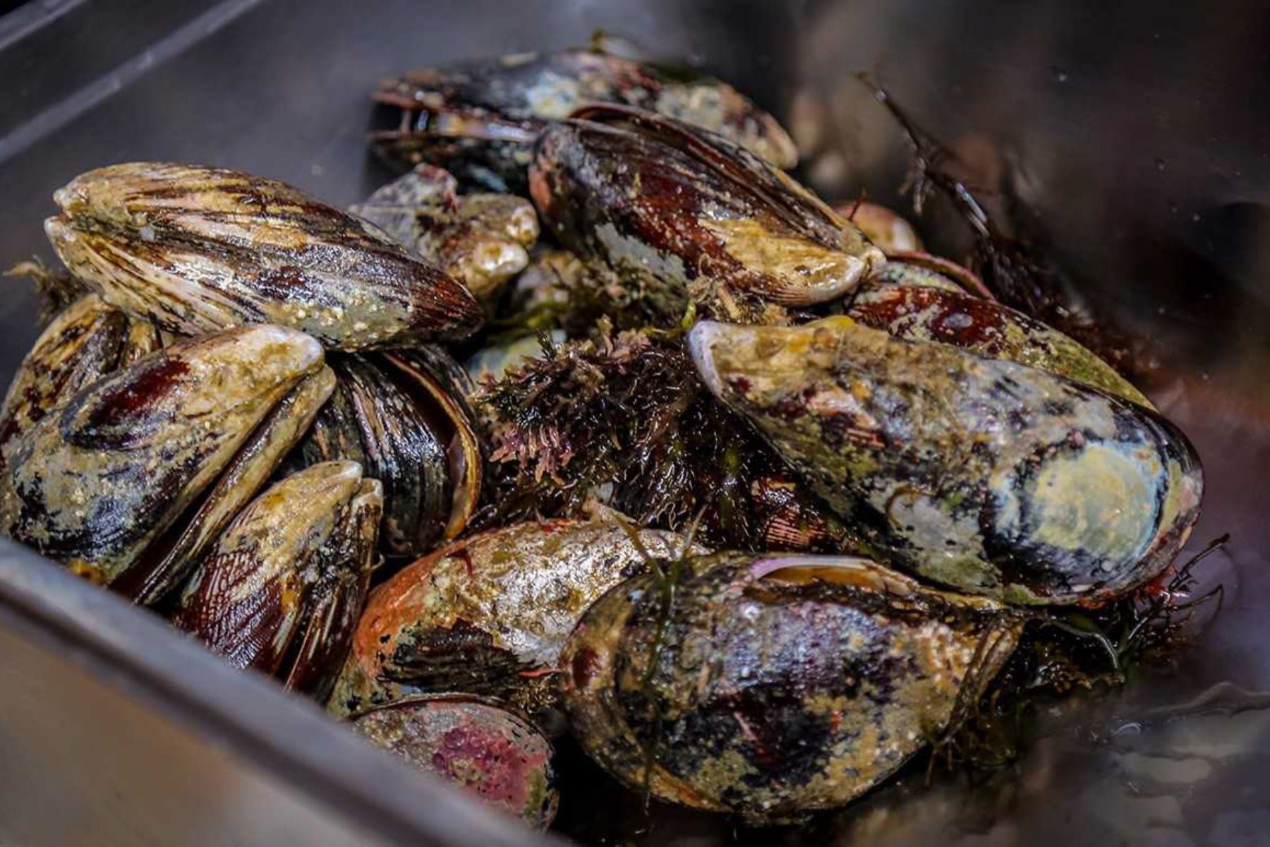 Produce establece veda reproductiva del recurso choro hasta el 30 de noviembre