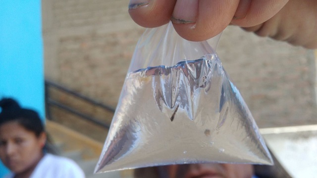 Encuentran larvas del zancudo transmisor del dengue en 7 sectores de Chimbote