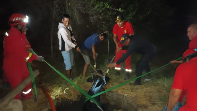 Bomberos rescatan a una vaca de 300 kilos que cayó dentro de un pozo en Nuevo Chimbote
