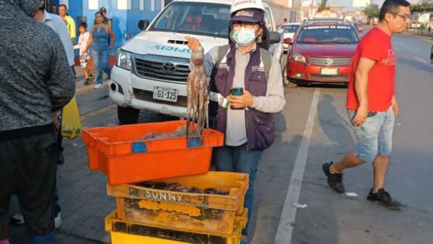  Fiscalía Ambiental incautó 106 Kg de pulpo en Chimbote