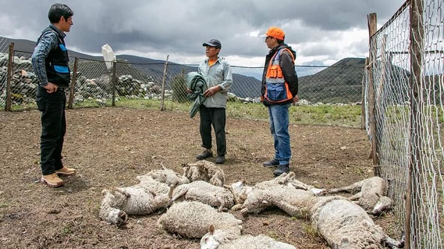 Huaraz: rayo cae sobre corral y mata 29 ovinos en comunidad campesina Cahuide