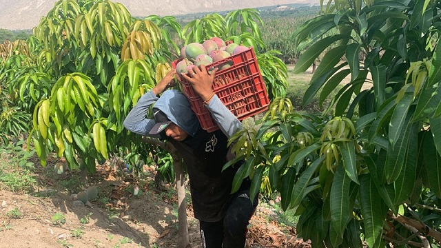 Áncash: campaña de exportación de mango deja pérdidas de hasta S/100 mil a productores