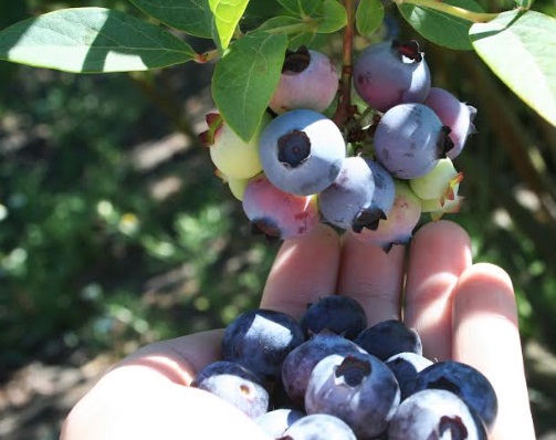 Exportación de arándanos sumó más de US$ 343 millones a agosto