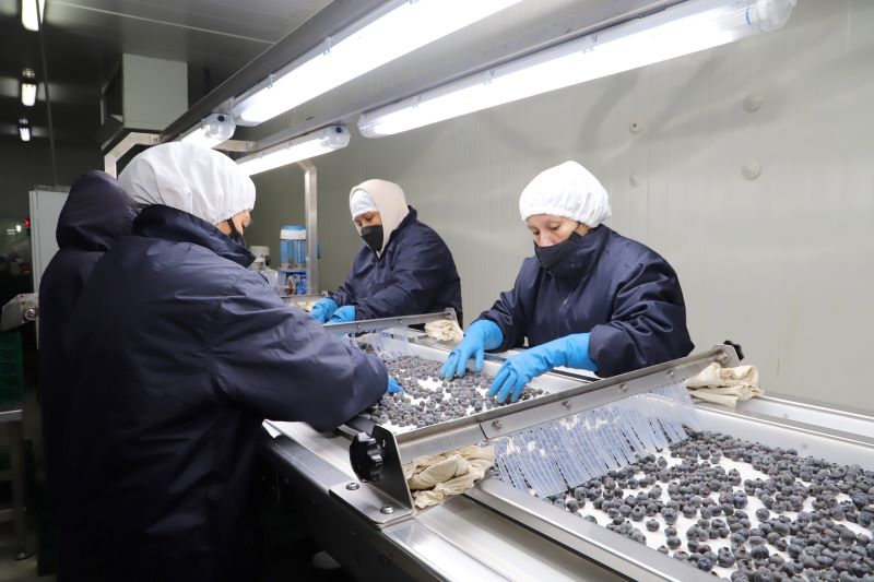 Cien-Adex: se incrementó en 5.6% el número de empresas exportadoras