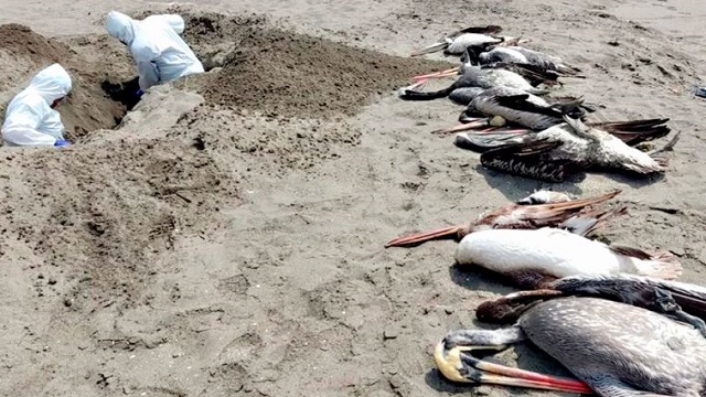 Áncash: entierran más de 400 aves silvestres halladas muertas en playa de Casma