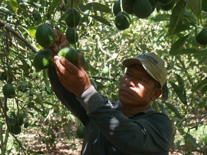 Chimbote será sede de seminario internacional sobre cadenas productivas de palta Hass