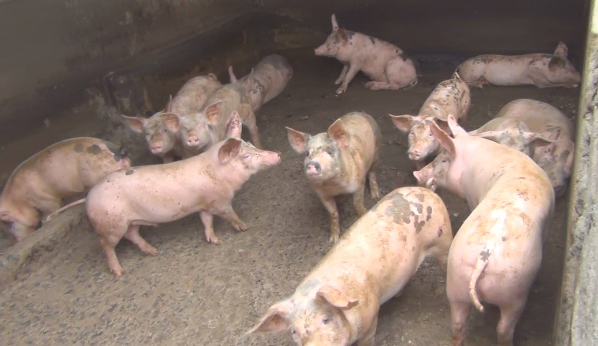 Chimbote: Multan local donde criaban cerdos y aves sin autorización