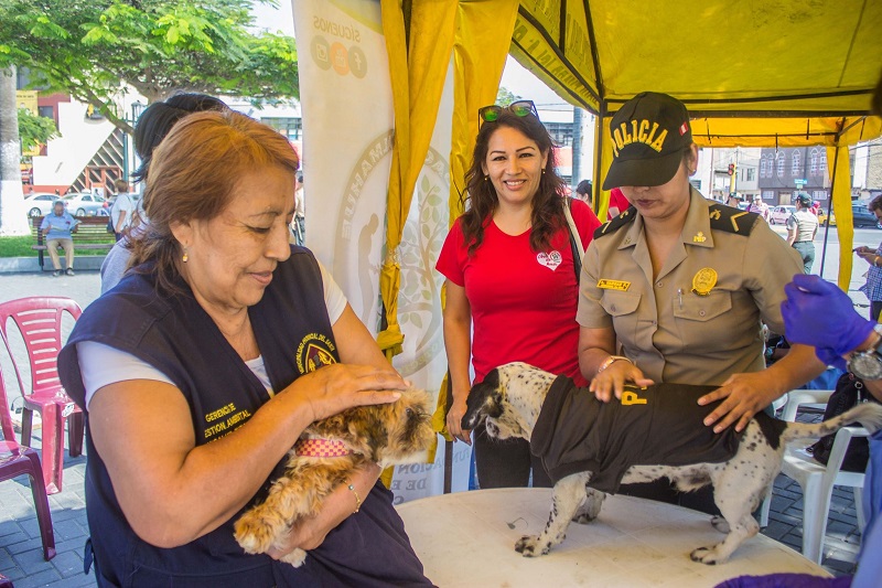 Chimbote: Municipio y grupo animalista realizan campaña de esterilización de mascotas 
