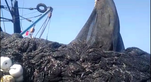 Pescadores de Chimbote demandan a ministro Chicoma que detenga la matanza de anchoveta juvenil