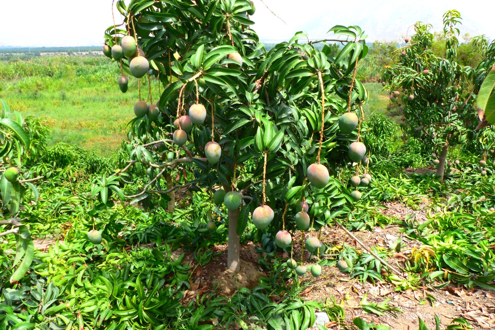 Agricultores de Moro se preparan para cosecha de este año de mango Kent 