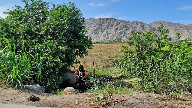 Huarmey: dictan prisión preventiva para sujeto que ingresó a predio y destruyó sembríos