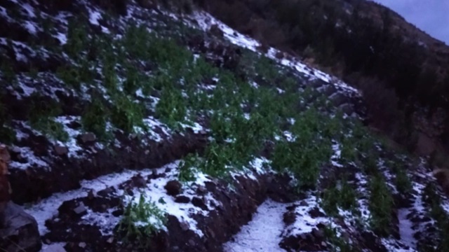 Áncash: intensa granizada afecta viviendas de material rústico en Huari