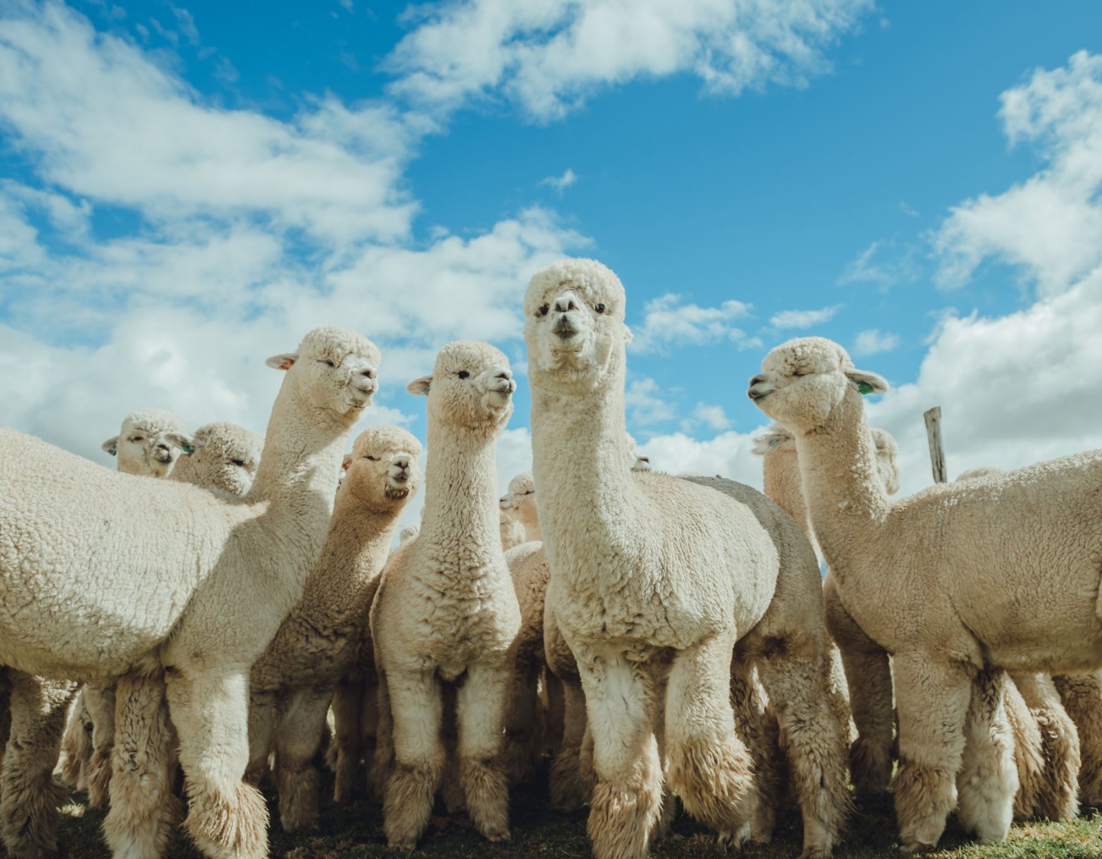 Midagri: Perú es el primer productor mundial de fibra de alpaca