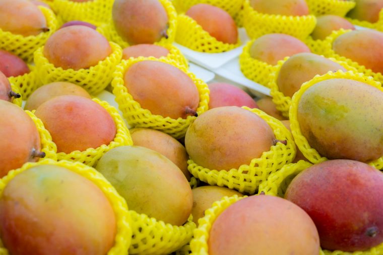 Aprueban norma técnica para impulsar la comercialización y exportación del mango fresco