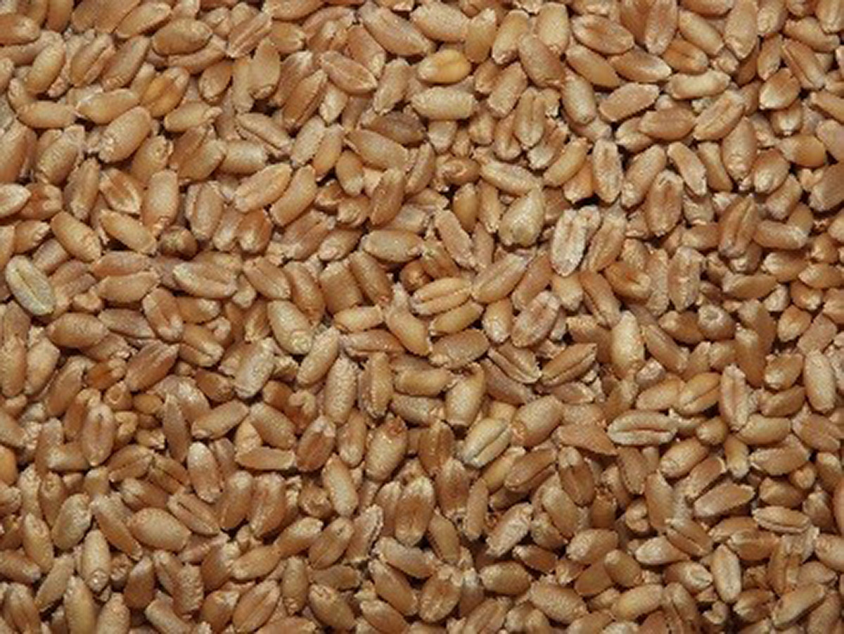 Midagri presenta nueva variedad de trigo con alta calidad genética