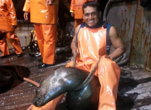 Pescador chimbotano difunde en su Facebook indignantes fotografías de maltrato a lobo marino