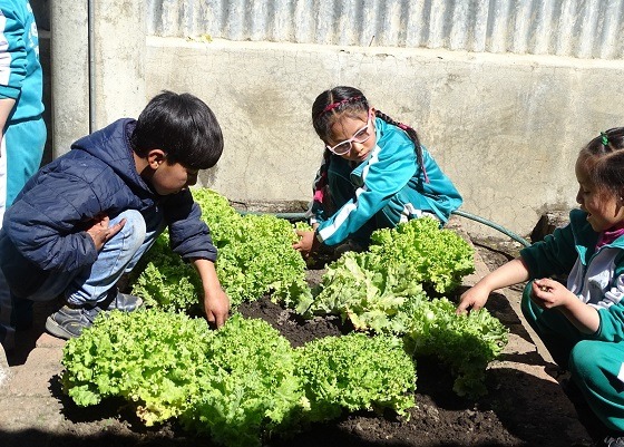 Áncash: escolares de Ticapampa producen abono orgánico para el cultivo de hortalizas  