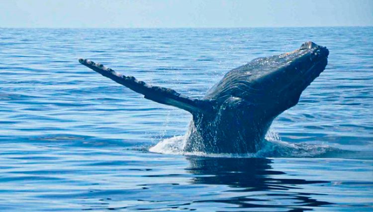 ¡Ballenas jorobadas en el Perú! Un espectáculo natural que no puedes perderte
