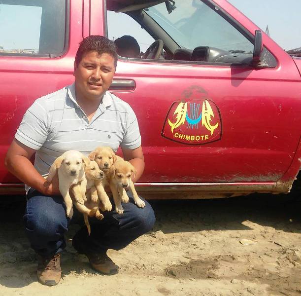 Salvajes arrojan desde un camión a estos seis perritos a la pista en una bolsa de mercado en Chimbote