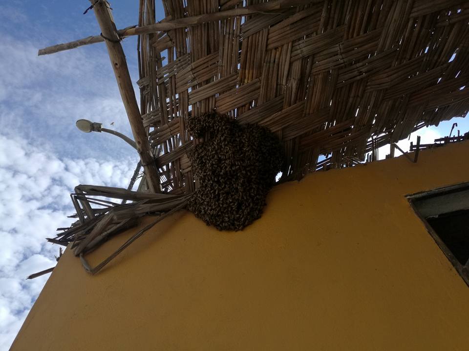 Advierte presencia de panal de abejas en asentamiento humano 15 de abril de Chimbote