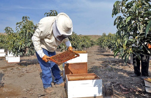 Productores de valle de Nepeña incrementan crianza de abejas para mejorar rendimiento de cultivos