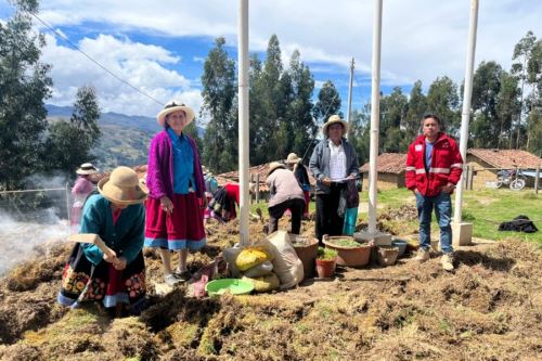 Áncash:abuelitos impulsan su economía familiar con el cultivo de hortalizas en Pomabamba
