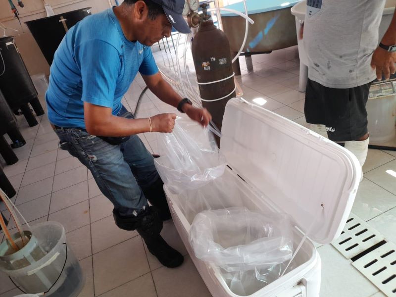 Áncash: entregan 200 mil larvas de corvina para el desarrollo de proyecto acuícola en Huarmey