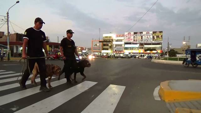 Nuevo Chimbote: unidad canina apoyará labor de seguridad ciudadana