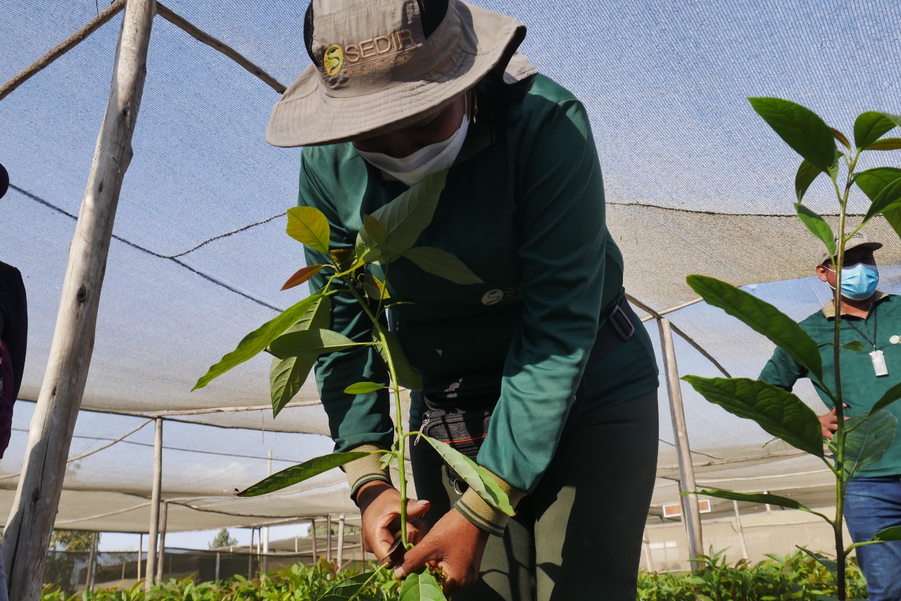 Mujeres protagonistas del desarrollo agrícola del valle de Nepeña