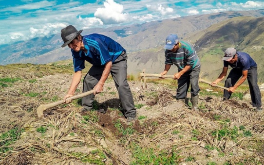 Siembra Más facilita créditos baratos para fertilizantes en 48 horas 