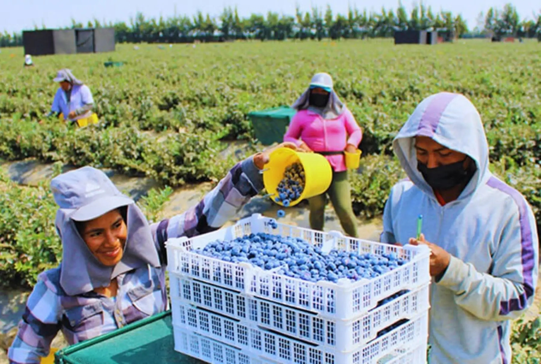 Sector agropecuario sigue al alza y crece 8.5% en julio por el arándano, maíz, cacao y otros