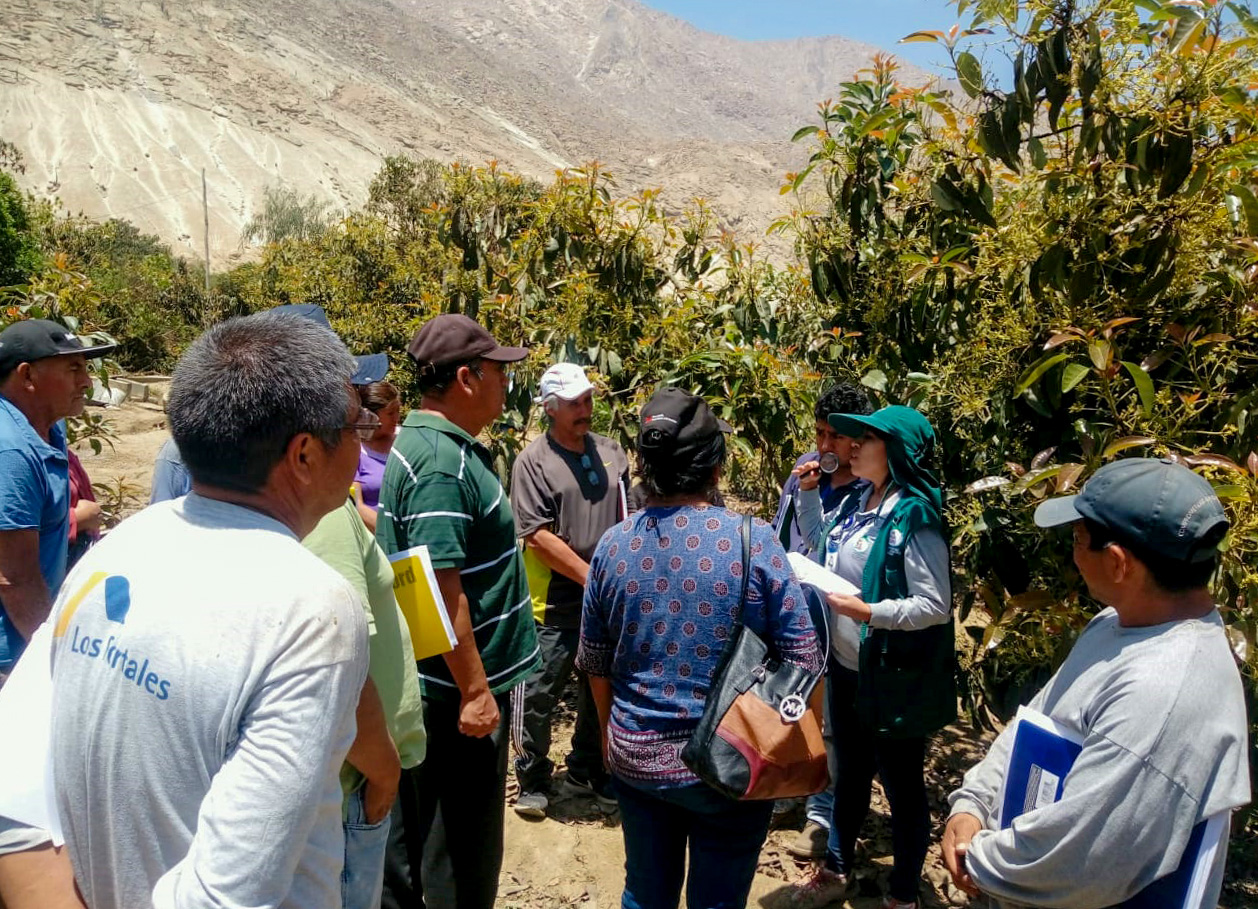 Áncash: productores de Colquioc aplican acciones sanitarias con miras a exportar palta