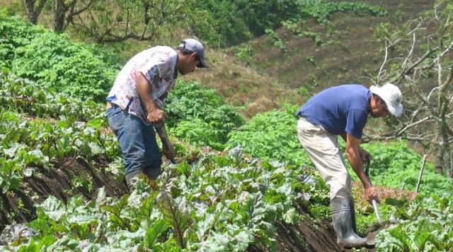 Agricultores elaboran plan de negocios para desarrollar el sector
