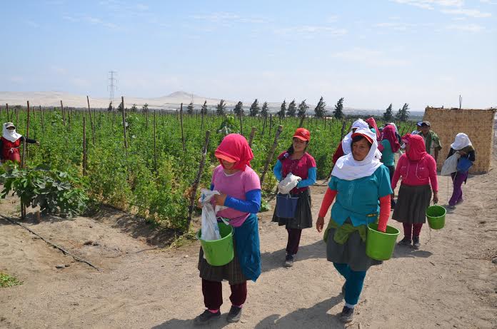 Agricultores de Pampa La Carbonera exportan productos a Estados Unidos y Alemania