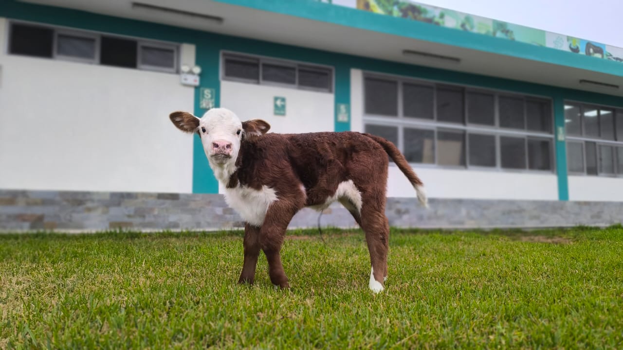 Nació Artemisa, primera ternera de la raza Hereford con alta calidad genética para el Perú