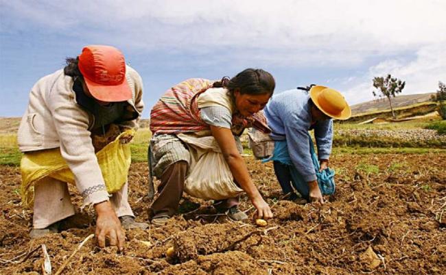 Nuestra agricultura familiar en tiempos del coronavirus