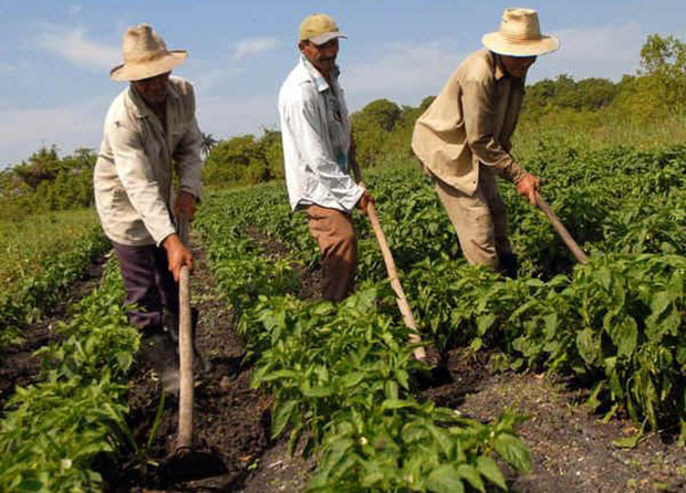 2014: Año Internacional de la Agricultura Familiar