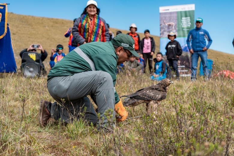Áncash: Serfor devuelve a su entorno a aguilucho pecho negro en la quebrada Ishinca