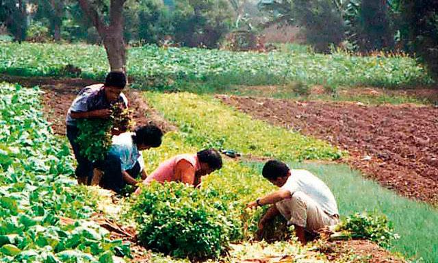Líneamientos de política agraria para las regiones del norte será presentado hoy