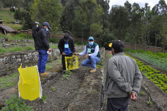 Áncash: Senasa capacita a productores de papa en  manejo integrado de plagas