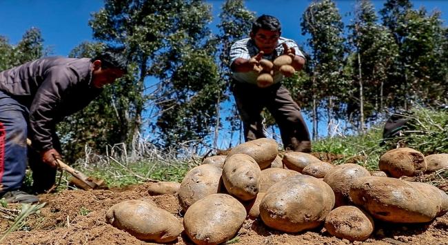¿Es la agroexportación la mejor alternativa para la agricultura familiar?