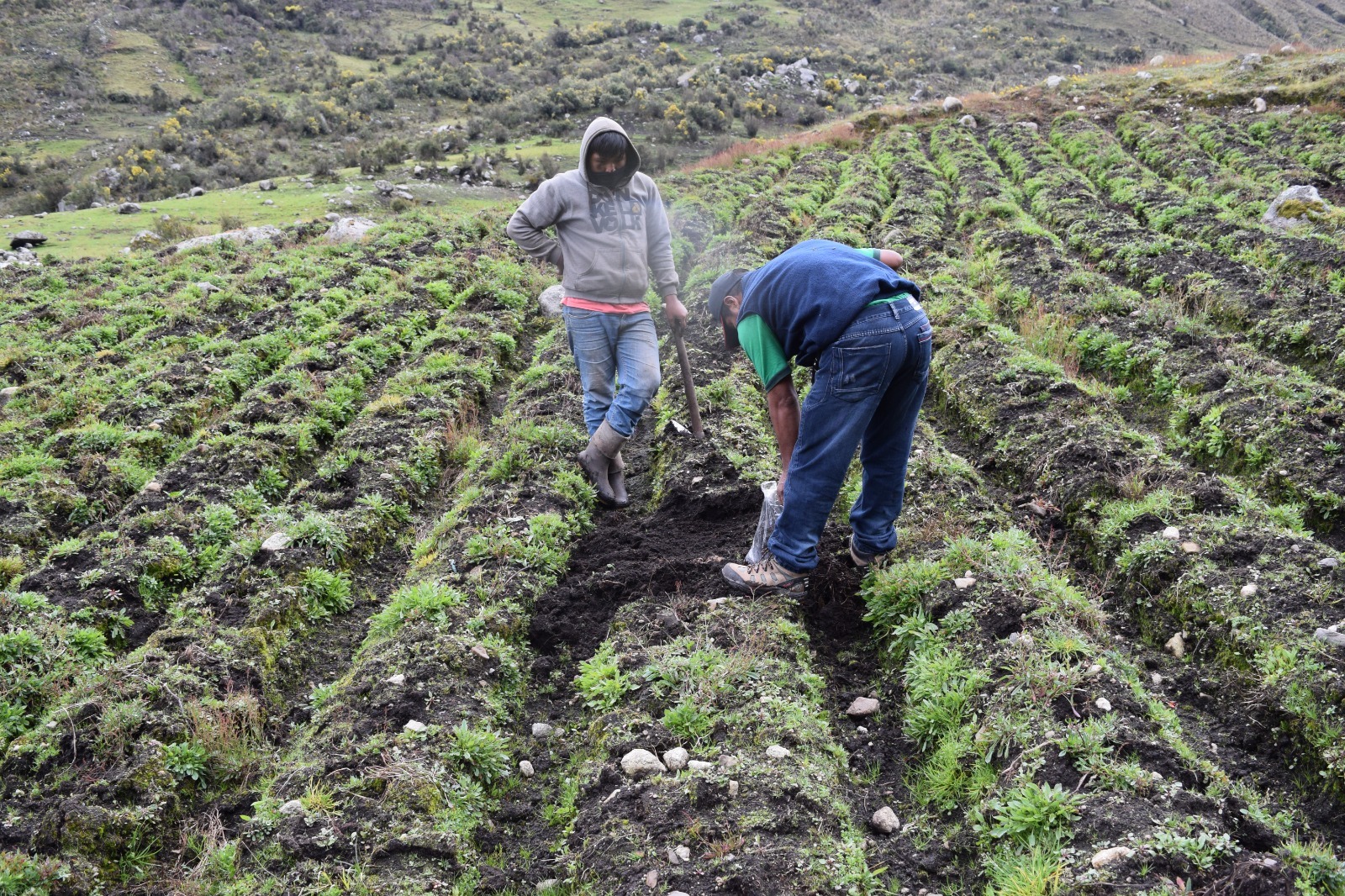 Midagri transfiere más de 600 pajillas de semen de vacuno de alto valor genético 