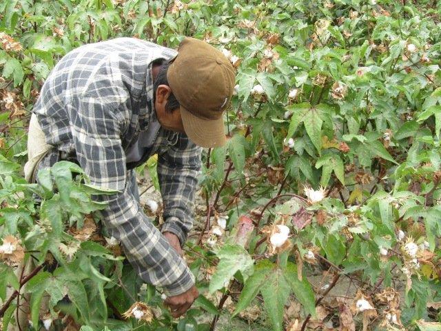 Ministerio de Agricultura firmará hoy convenio para impulsar el agro en Áncash
