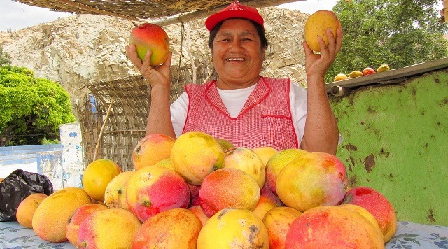 Senasa aclaró que agroexportaciones de mango y palto de Casma no se han paralizado por el coronavirus
