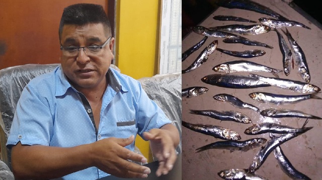 Sindicato de Motoristas y Pescadores exige detener la matanza de anchoveta en estado juvenil