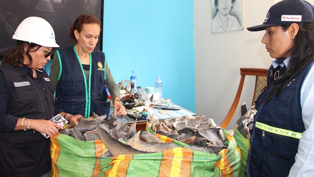 Chimbote: allanan vivienda donde realizaban secado de aletas de tiburón de manera ilegal